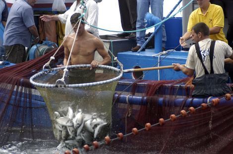 Cuatro Cabildos analizan la asunción de competencias de acuicultura por el Gobierno de Canarias