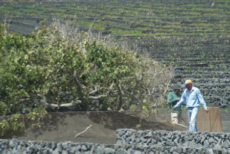 CC.OO. denuncia las condiciones de los trabajadores agrícolas que laboran ilegalmente en Canarias