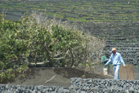 CC.OO. denuncia las condiciones de los trabajadores agrícolas que laboran ilegalmente en Canarias
