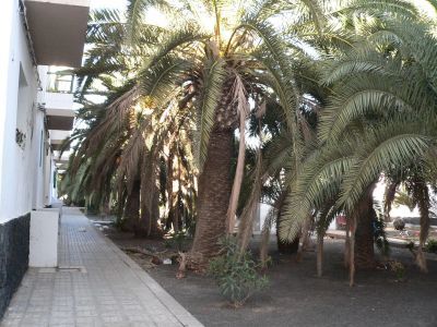 Los vecinos de Titerroy denuncian el mal estado de las palmeras del barrio
