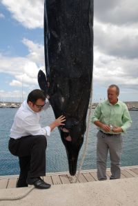 Aparece un delfín muerto en la costa sur de Lanzarote