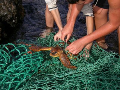 Varios alumnos del Instituto Zonzamas evitan que una tortuga boba muera enredada en una red de pesca