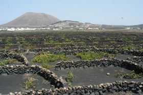 El Cabildo solicita al Gobierno de Canarias una valoración económica de las pérdidas en el campo a causa del calor