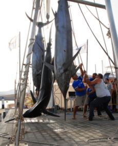 Capturas de gran tamaño en el XV Concurso de Pesca de Altura de Puerto Calero