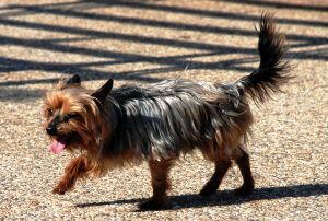 El Ayuntamiento de Tías retira de las calles a 79 perros vagabundos