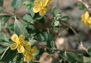 Las Jarillas de Guinate y Famara ya tienen un plan de recuperación para alcanzar los mil ejemplares