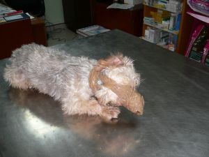 La dueña del perro encontrado amordazado en un contenedor de Lanzarote niega ser culpable