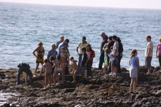 Aparece varado un delfín en Playa Bastián
