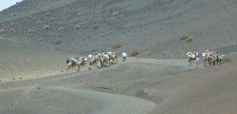 El Tribunal Supremo confirma que Yaiza no tiene competencias para regular el servicio de transporte de turistas en camello en Timanfaya