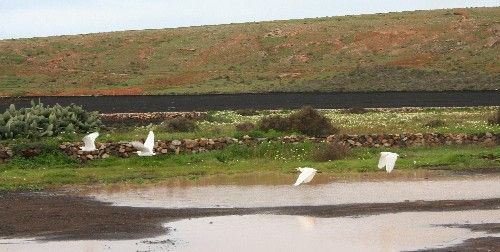 Lanzarote se viste de verde