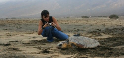 Sueltan a una tortuga boba en Fuerteventura equipada con un GPS