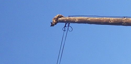 Aparece un gato en lo alto de un poste telefónico a diez metros de altura