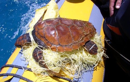 Rescatan una tortuga boba en aguas de La Graciosa