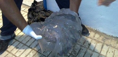 Hallan una medusa de 6 kilos en la Playa de Famara