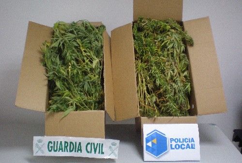 Detenido un joven que cultivaba marihuana en su casa de Playa Blanca