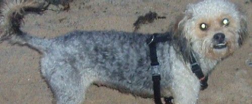Desaparece un perro de diez meses en Famara