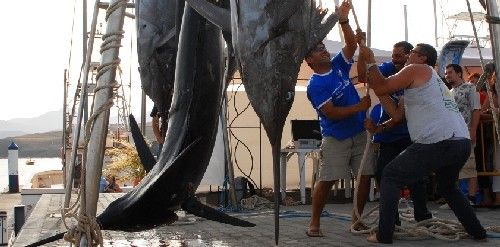 Puerto Calero acoge el Campeonato de España de Pesca de Altura, que por primera vez se celebra en aguas canarias