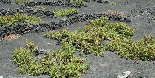 La Cámara de Comercio denuncia que las ayudas agrícolas de la UE son inexistentes en Lanzarote