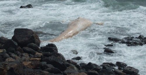 El cadáver de una cría de cetáceo aparece varado en Playa Blanca
