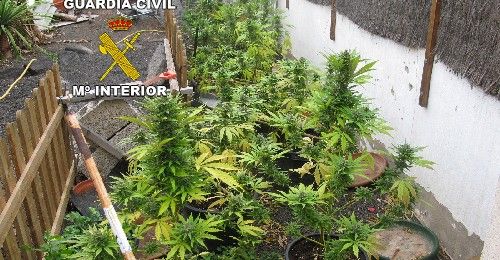 La Guardia Civil detiene a un italiano en Lanzarote por tener una plantación de marihuana en el jardín de su casa