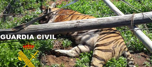 La Guardia Civil mata a tiros a tres de los siete tigres que se escaparon de un zoo en Gran Canaria
