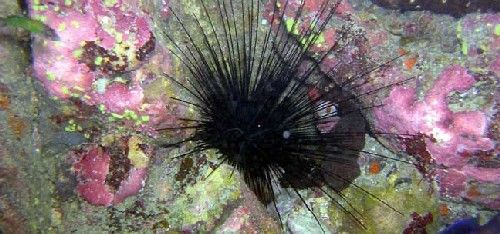 Nueva campaña contra el erizo de Lima