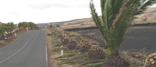 Denuncian la tala de palmeras en la carretera de Tinajo a Tiagua