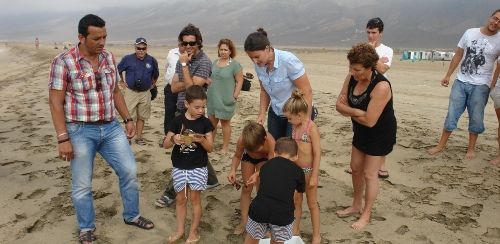 Fuerteventura recibe 700 huevos de tortuga caretta procedentes de Cabo Verde, para intentar recuperar esta especie en Canarias