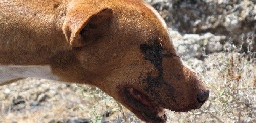 Hallan a un perro maltratado y medio muerto en el volcán de Tahíche