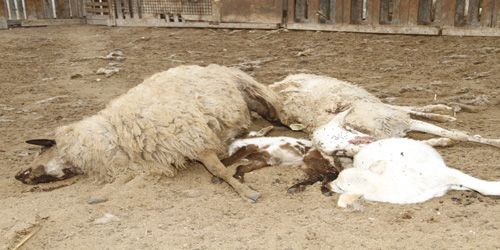 Una jauría de perros salvajes mata a 40 ovejas en una granja de Teguise