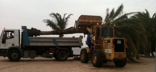 Tratan de meter una palmera de 14 metros en un camión de 7 metros en Puerto del Carmen