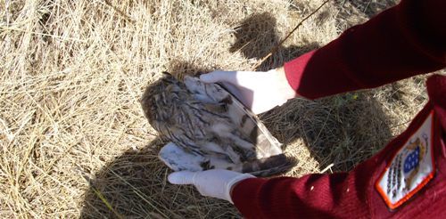 El veneno, una de las "mayores amenazas" para la fauna