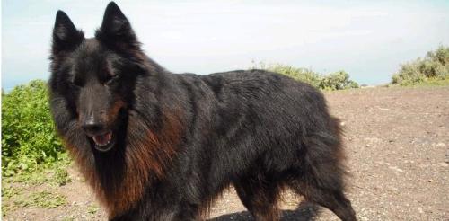Buscan a un perro que se perdió en el Risco de Famara