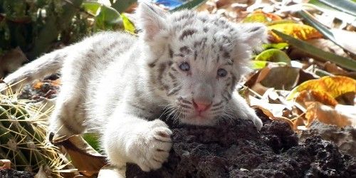 Nace en Lanzarote el primer ejemplar de tigre blanco de bengala de Canarias