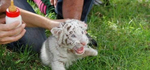 El cachorro de tigre blanco de bengala nacido en Lanzarote se presenta en sociedad bajo el nombre de Langaia