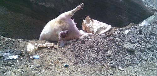 El PSOE muestra fotografías de animales muertos en Zonzamas para denunciar la situación del vertedero