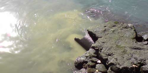 A neighbor reports a brown stain on the sea on the Arrecife promenade