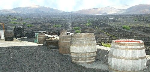 El 90 por ciento de la superficie vitivinícola de Canarias que mejorará con ayudas europeas está en Lanzarote