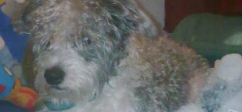 Cowi is wanted, a dog that has disappeared in Arrecife