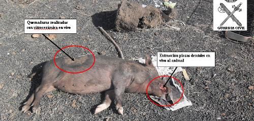 La Guardia Civil cree que tres menores de Teguise torturaron a varios animales de un corral en Los Cocoteros