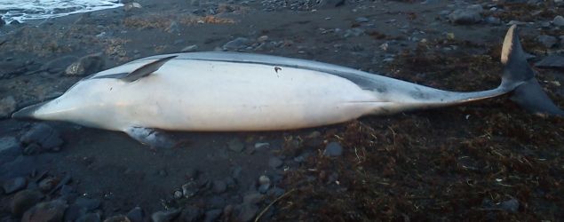 Aparece un delfín muerto en Playa Quemada