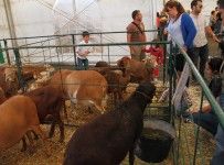 Más de 3.000 personas disfrutaron de la Feria de Ganadería de Tinajo