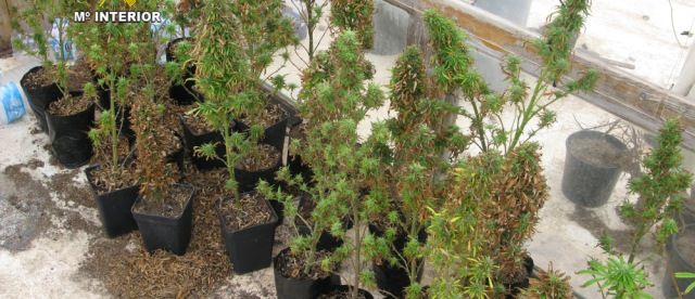 La Guardia Civil detiene a un hombre de 39 años, tras encontrar 56 plantas de marihuana en su vivienda de Teguise