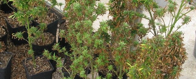 Tres personas detenidas por cultivar y vender marihuana en su domicilio de Teguise