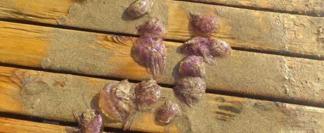 Se prohíbe el baño en Matagorda y Los Pocillos "por la masiva presencia de medusas"