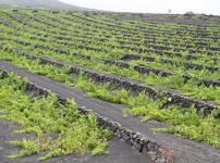 El Consejo Regulador reclama al Gobierno canario que pague a los viticultores el dinero pendiente de las ayudas europeas