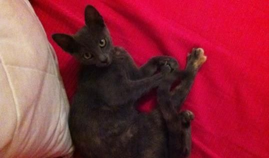 Buscan a un gato, que se perdió este lunes cerca de Megacentro