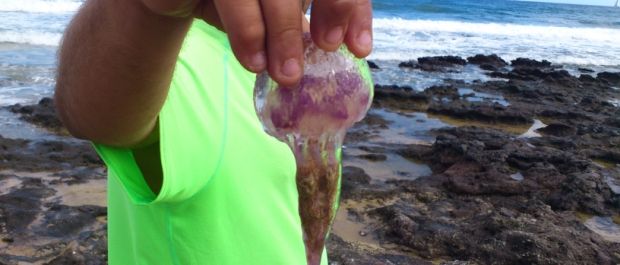 Yaiza also raises the red flag in Papagayo due to the presence of jellyfish