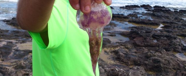 Las medusas vuelven a Lanzarote y obligan a cerrar el baño en Matagorda y Los Pocillos