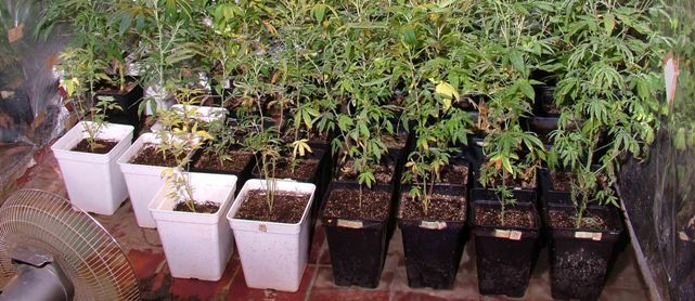 La Policía Nacional encuentra una plantación de marihuana en una vivienda de Arrecife, a la que acudió por una denuncia de malos tratos